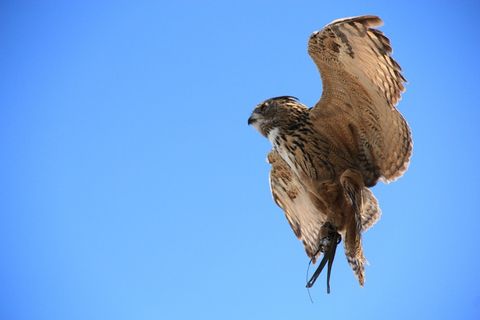 猫头鹰，雕O，鸟，动物，夜间活动，鸟类