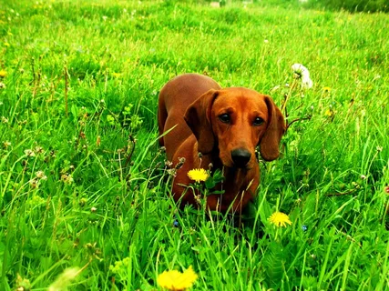 狗,腊肠犬,动物 狗,腊肠犬,动物