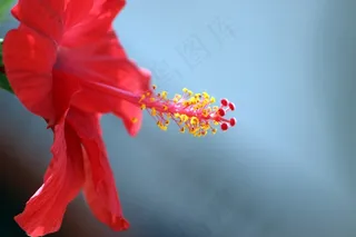 植物，宏，鲜花，性质，红色，棉花糖