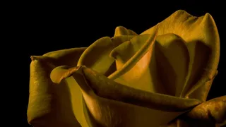 玫瑰，关闭，黄色，花