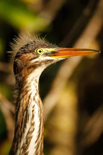 鸟，Ave，鸟类，动物