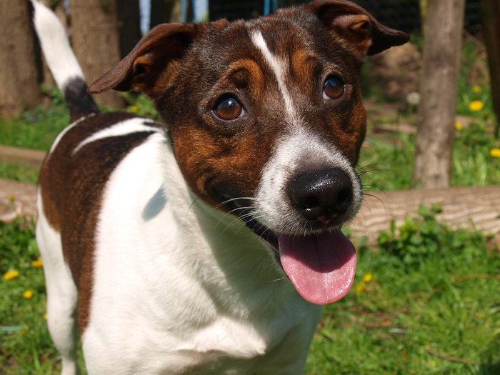 狗，肖像，脸，信任，朋友，友好