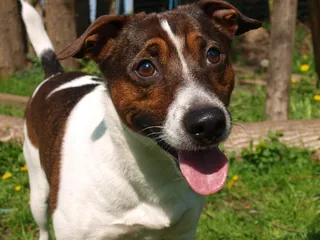 狗，肖像，脸，信任，朋友，友好