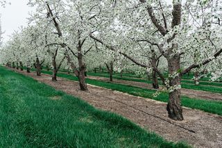 樱花盛开,樱花树,日本樱花,树,无锡梅园,树木开花