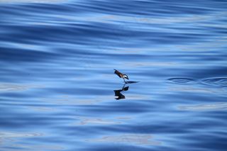 海燕，风暴，自然，海洋，大海，鸟，蓝色，水