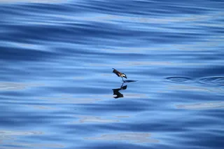 海燕，风暴，自然，海洋，大海，鸟，蓝色，水