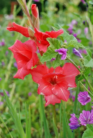 花，绿色，大自然，春天，植物，花的，夏天