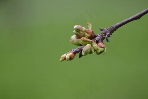 芽,植物,花园,性质,关闭,植物群 芽,植物,花园,性质,关闭,植物群