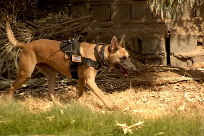 德国牧羊犬，狗，犬，训练有素，工作