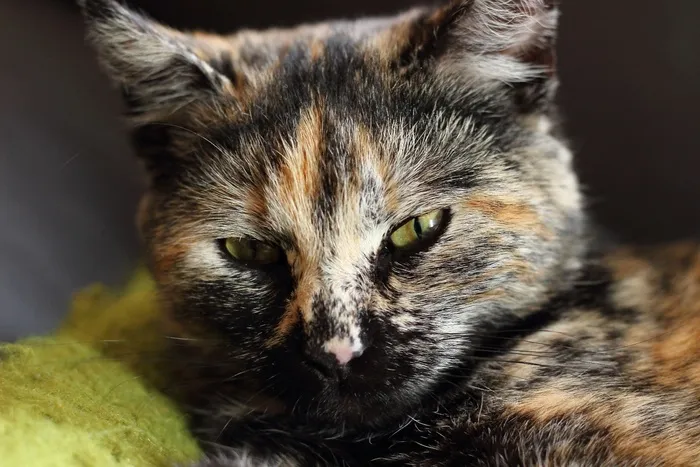 猫，家猫，阿迪达斯，动物，眼睛，宠物，幸运猫