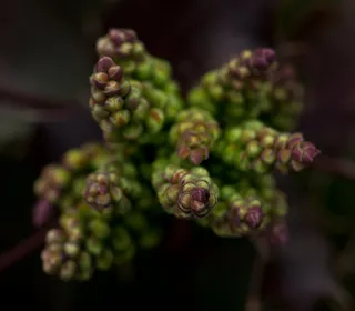 花蕾，桃花心木，植物，性质，宏，模糊