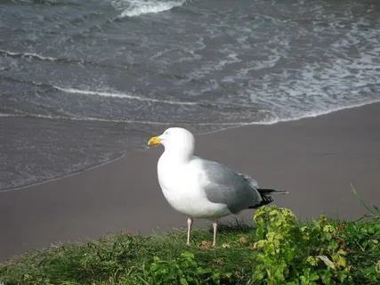 海鸥,海滩,鸟,飞,翅膀,羽毛,野生动物 海鸥,海滩,鸟,飞,翅膀,羽毛,野生动物