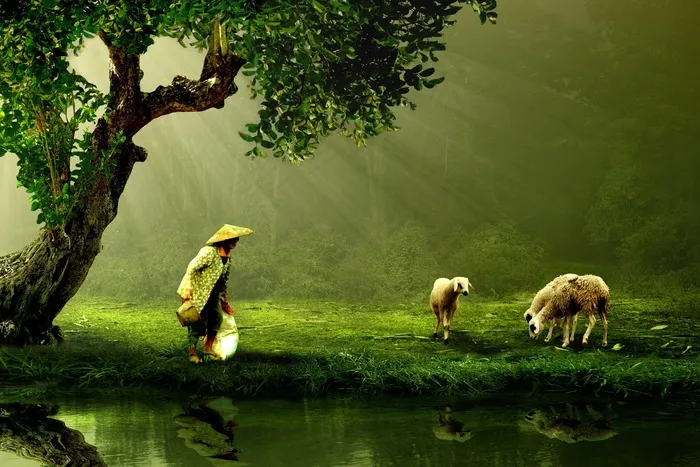 自然公园,树,鸟类,奥克兰动物园,资深妇女在看绵羊的湖旁边的草甸