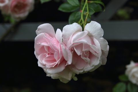 玫瑰，鲜花，园林植物，花，粉红色，关闭