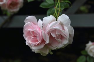 玫瑰，鲜花，园林植物，花，粉红色，关闭