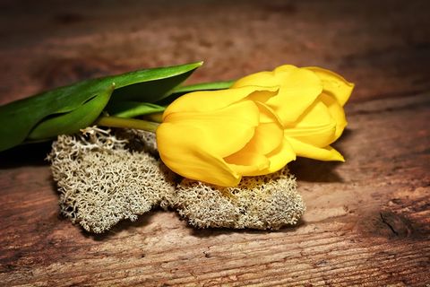 郁金香，切花，植物，鲜花，黄色