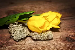 郁金香，切花，植物，鲜花，黄色