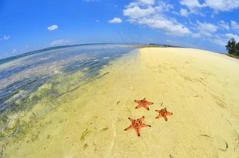 海星,海滩,蓝色,大海,海洋,假期,旅行 海星,海滩,蓝色,大海,海洋,假期,旅行