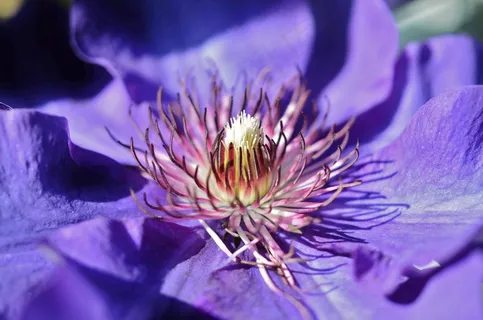 花，蓝色，花的，花园，盛开，自然，宏