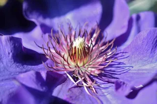 花，蓝色，花的，花园，盛开，自然，宏