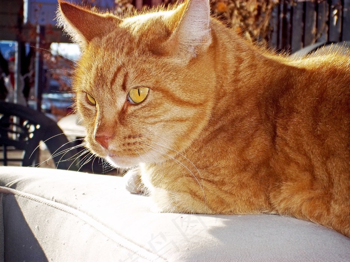 虎斑猫，猫，橙色，动物，猫的，家养，宠物，毛皮