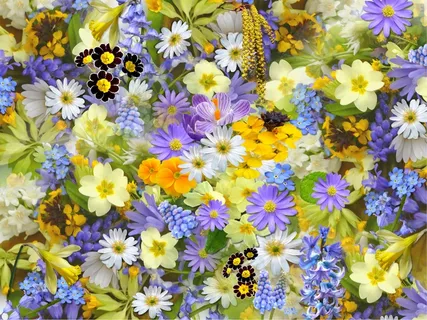 龙面花,荷兰菊,瓜叶菊,油画,花背景,春天的花朵变化 龙面花,荷兰菊,瓜叶菊,油画,花背景,春天的花朵变化