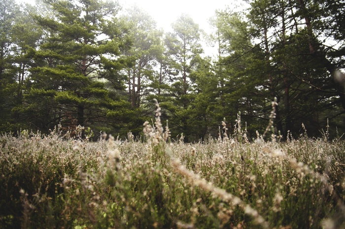树,生态林,山峦,李花,绣线菊,自然森林草在户外