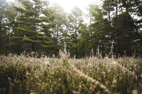 树,生态林,山峦,李花,绣线菊,自然森林草在户外
