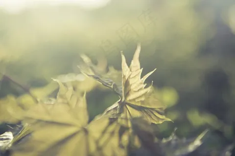 自然，光，枫，背景，桌面