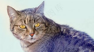 猫，动物，家猫，猫科动物，宠物，小猫，手表