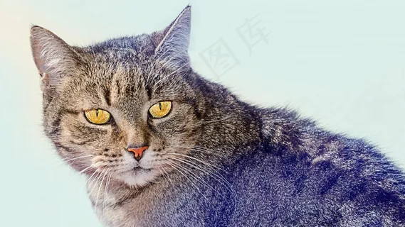 猫,动物,家猫,猫科动物,宠物,小猫,手表 猫,动物,家猫,猫科动物,宠物,小猫,手表