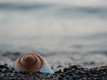 海贝壳,贝壳,海,贝壳,卵石,海滩,性质 海贝壳,贝壳,海,贝壳,卵石,海滩,性质