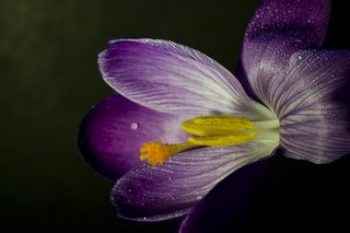 番红花，开花，关闭，春天，紫色，花