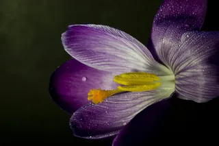 番红花，开花，关闭，春天，紫色，花