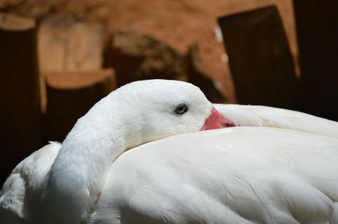 天鹅，动物，天鹅，萨尔瓦多，巴伊亚州