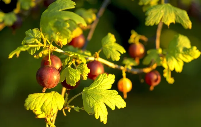 醋栗，红色，食品，水果，有机，自然