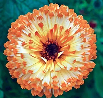 金盏花,花,橙色,白色,盛开,开花,植物 金盏花,花,橙色,白色,盛开,开花,植物