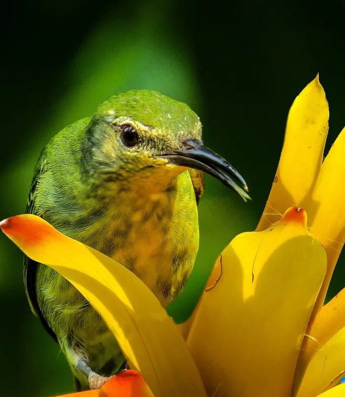 鸟，Honeycreeper，关闭，多彩，颜色，开花