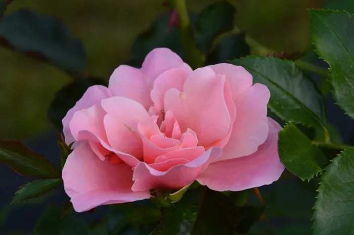 玫瑰，花，粉红色