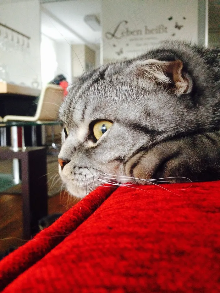 苏格兰折耳猫，注意，虎猫，猫，宠物，可爱