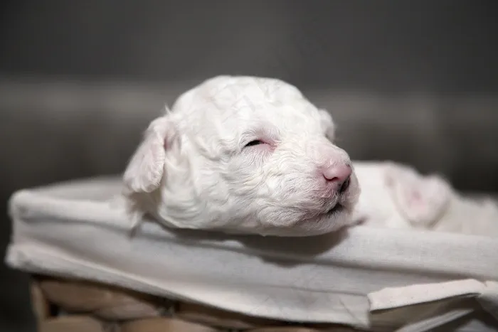 小狗，马耳他语，动物，狗，甜