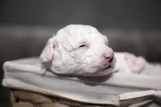 小狗，马耳他语，动物，狗，甜