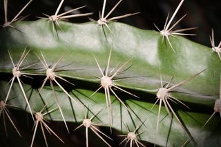 仙人掌，带动，植物，仙人掌温室，绿色，性质