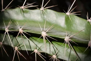 仙人掌，带动，植物，仙人掌温室，绿色，性质