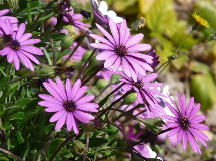 雏菊，鲜花，紫色，自然，植物，开花，花的