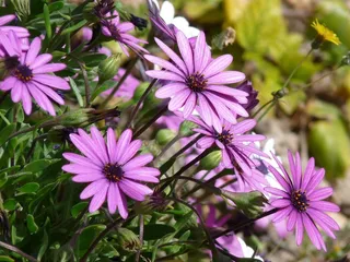 雏菊，鲜花，紫色，自然，植物，开花，花的