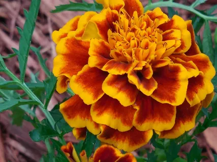 年度,万寿菊,植物,黄色,花园,花 年度,万寿菊,植物,黄色,花园,花