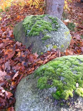 苔，植物，绿色，岩，性质，石头，石头