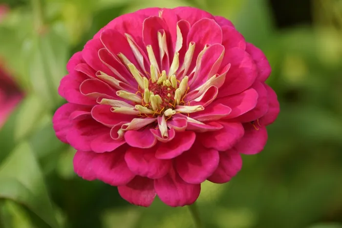 鲜花，夏天，美丽，自然，花园