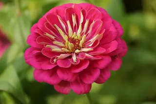 鲜花，夏天，美丽，自然，花园